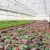 Import China Cheap Film Cover Multi Span Greenhouse Invernadero For Agricultural from China