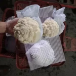 China Fresh Cauliflower vegetables