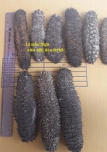 Dried Sea cucumber/Price of dried sea cucumber/  +84 2835119589