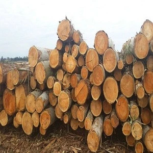 European Eucalyptus log/Logs from Ukraine