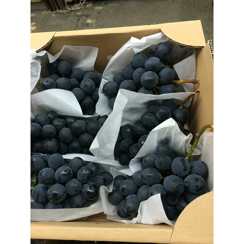 Excellent quality delicious fresh seedless grape