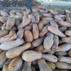 Farm Artificial Directly Sales Fresh Pumpkin With Best Quality