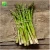 Import Farm supply 8inches fruit size vegetable seeds Asparagus officinalis Asparagus Seeds from China