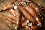 Fresh Cassava