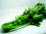 FRESH CELERY