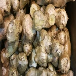 Fresh Ginger / Ginger Price In India / Wholesale Fresh Ginger