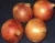 Import Fresh Onion Red Onion from Pakistan ( Naqshbandi Enterprises ) from Pakistan