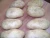 Import Fresh Potato ( Spontta - Kara - Rosetta -Diamante- Nicola ) crops 2014 from Egypt