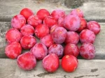 Fresh Quality Plums Ready For Export