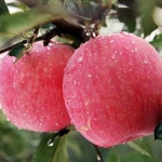 Fresh Red Delicious Apple Fruits Fresh Apples Fresh Apples Export Price