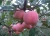 Import Fresh Red Delicious Apple Fruits Fresh Apples Fresh Apples Export Price from China