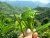 Import From High Mountain Organic Green Tea Vietnam Tea from Vietnam