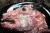 Import Frozen Goat head meat,goat intestine for sale from Ukraine