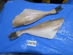 FROZEN LEATHER JACKET FISH HGT TAIL ON