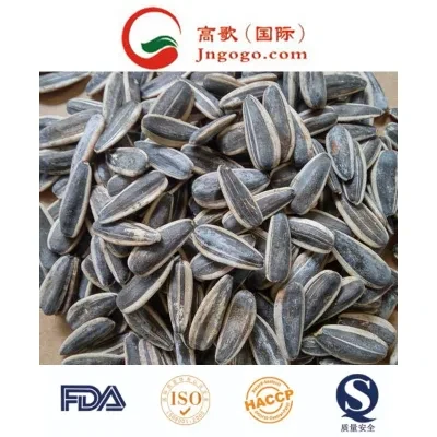 Good Flavor Roasted and Salted Sunflower Seeds for Exporting