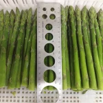 Great quality /New crops frozen green asparagus