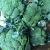 Import Green Fresh Vegetables for High Quality Cauliflower from Vietnam