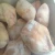 Import Halal Frozen Whole chicken from Ukraine