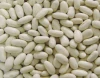 Haricot Bean Ethiopia High Quality