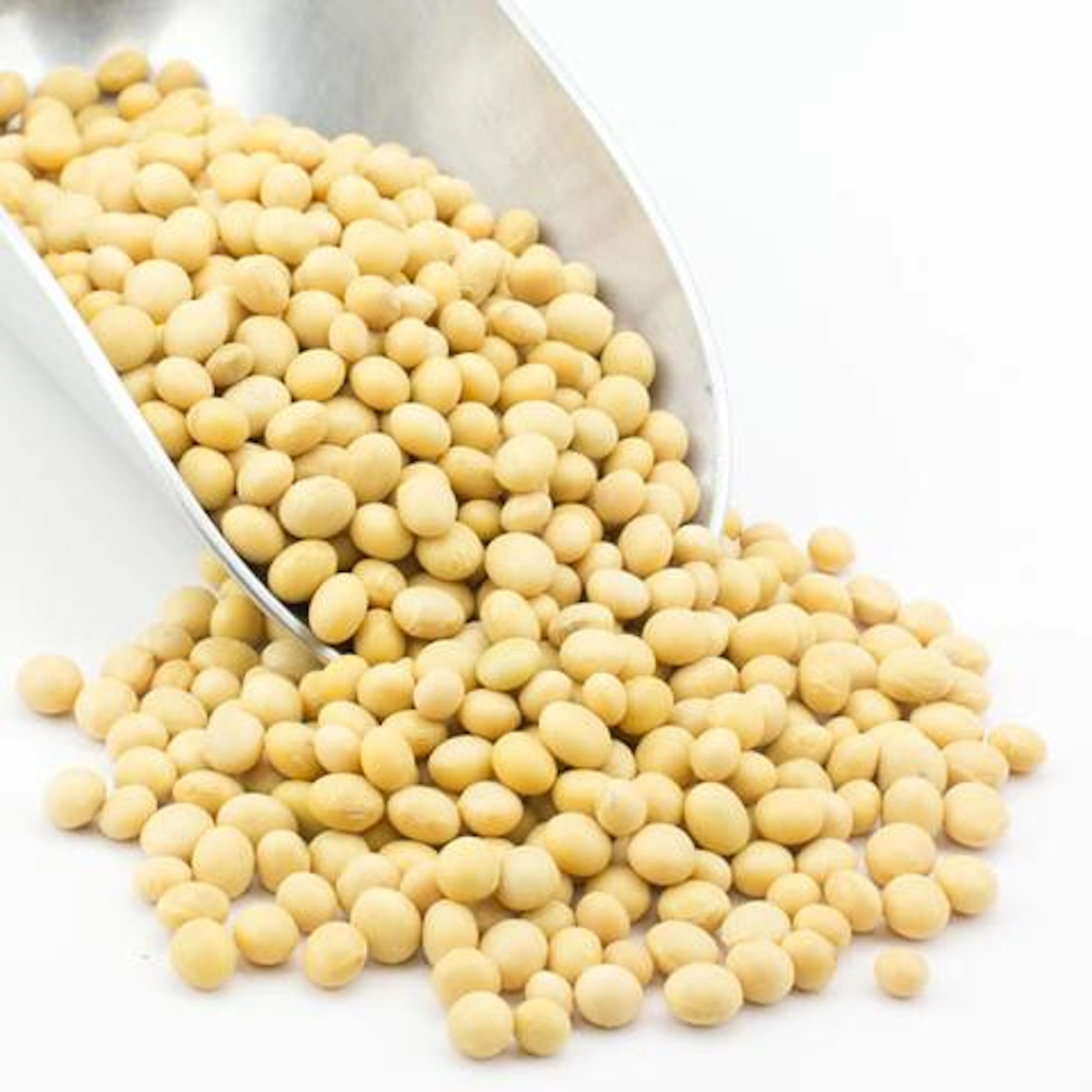 high grade soybeans Wholesale/Organic soybeans