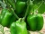 Import High Quality Bell Pepper/Capsicum Sweet Bell Pepper for Sale from Vietnam