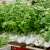 Import Hot Sale greenhouse floating plate hydroponic system for lettuce growing from China