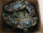 Hot Sale Live Mud Crabs,Blue Crabs,King Crabs /Live Seafood