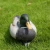 Import Hot sale Plastic PE Material Duck Hunting Decoy from China
