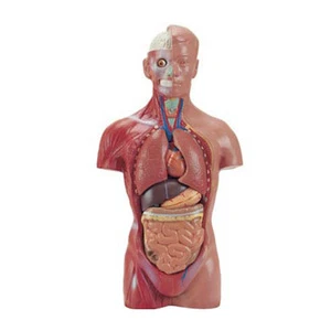 Human Anatomy Models Biological teaching equipments