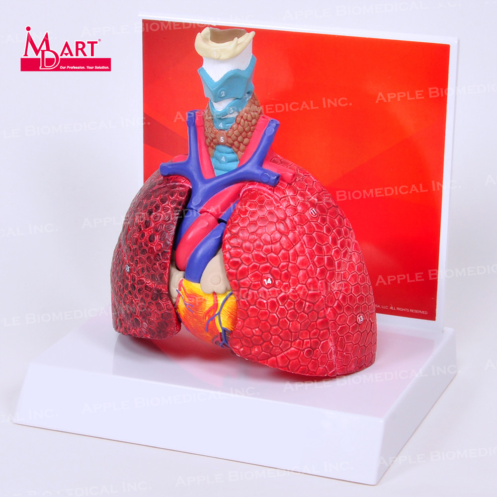 Buy Human Body Anatomy Removable Copd Lung Model For Medical Teaching ...