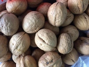 Inshell Chandler Walnuts and walnut kernels