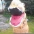 Import Kid Halloween Party Cosplay Dinosaur Mascot Jurassic World Park Inflatable T rex Costumes from China