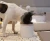 Korea Made Dog Cat Pet Bowl Utensil Ceramic Stone Bowl Pet feeder Stone feeder Ceramic Feeder 4 Colors