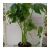 Import Low price artificial indoor decorative plant  Monstera deliciosa plants bonsai from China