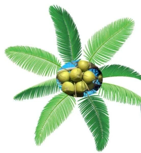 Male health care products raw material saw palmetto fruit extract palm kernel fatty acid price