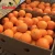 Import Montale Fresh Fruit Orange  Bulk Origin In China Fresh Summer Orange Cheap Oranges from China