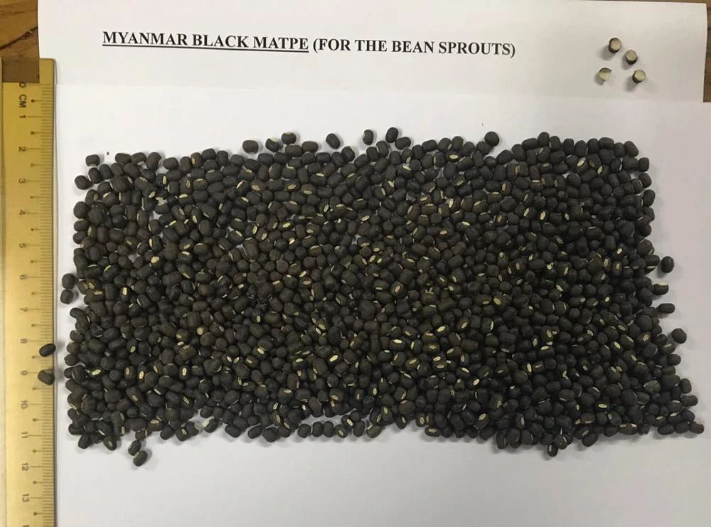 Myanmar Black Matpe Beans For Sprouting