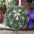 Import Natural plants Coryphantha andreae Nursery live plants home office garden decoration succulent cactus plant for sale from China