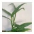 Import New arrival wholesale natural plant bamboo live plant from China