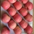 Import new crop fresh fuji apple from China