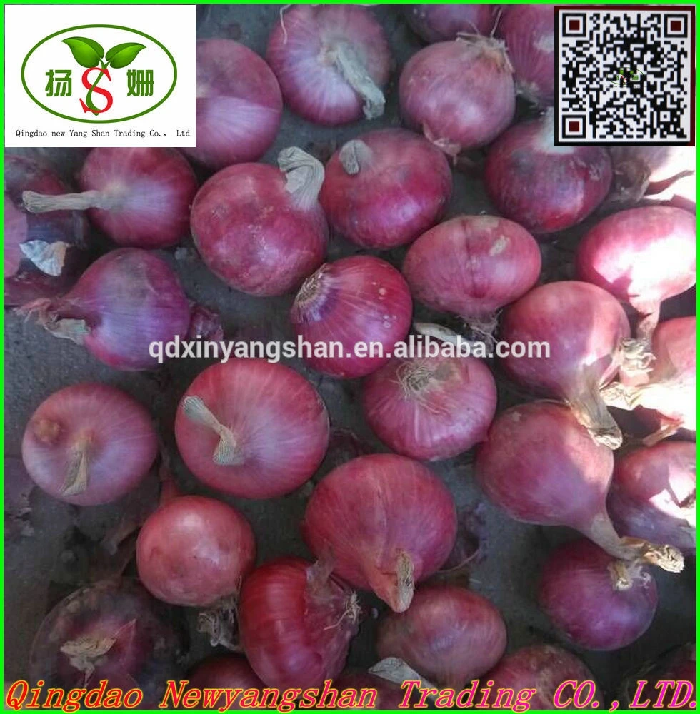New crop red onion