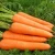 Import New season fresh carrots made in China vacuum pack fresh carrots fresh vegetables from China