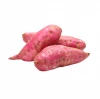 OEM vegetables and fruits Sweet Potato High quality