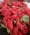 Import Organic Chinese Wolfberry Red Lycium 100% Pure Natural Fresh Goji Berry from China