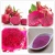 Import Organic natural freeze dried pitaya pink powder red dragon fruit extract from China