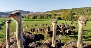 Ostrich Chicks for sale /Red and Black neck Ostrich for sale