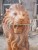 Import Outdoor decoration stone carving yellow marble lion sculpture from China