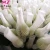 Import PE Plastic rose flower bud nets protective sleeve net from China