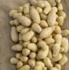 potatoes from pakistan