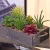 Import Potted Artificial Succulent Plants in Rustic Wooden &#39;Home&#39; Planter Box with Rope Handles from China